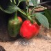 APS Bell Red Pepper