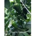 Hawaiian Sweet Hot