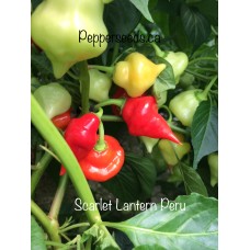 Scarlet Lantern Peru