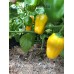 Habanero Orange Devil