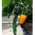 Habanero Orange Devil