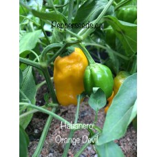 Habanero Orange Devil
