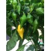 Limon