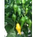 Limon