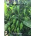 Aji Mochero Pepper 
