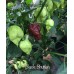 Bhutlah Black Pepper