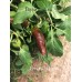 Brown Jalapeno Pepper