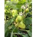 Garden Sunshine Pepper Seeds