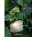 White Bell Pepper Seeds 