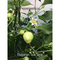 Bulgarian Teardrop Pepper