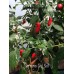 Serrano De Sol Pepper Seeds 