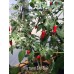 Serrano De Sol Pepper Seeds 