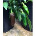 Brown Jalapeno Pepper