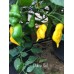 Del Sol Pepper Seeds 