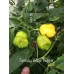 Aji Fantasy Pepper Yellow 