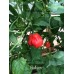 Balloon Pepper