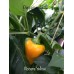 Nocera Yellow