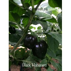 Black Habanero Pepper