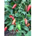 Serrano Monte D'Oro Pepper