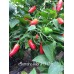 Serrano Monte D'Oro Pepper