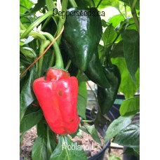 Poblano L Pepper Seeds 