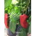 Poblano L Pepper Seeds 