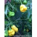 Aji Fantasy Pepper Yellow 