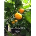 Scotch Bonnet MOA Yellow