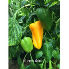 Nocera Yellow
