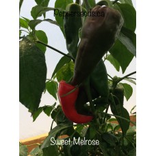 Sweet Melrose Pepper Seeds