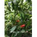 Serrano Tam Piguero Pepper