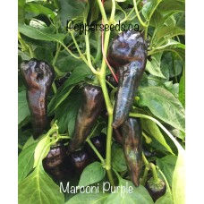 Marconi Purple Pepper Seeds 
