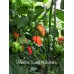Vincents Sweet Habanero Pepper Seeds