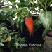 Jalapeño Conchos Pepper Seeds 