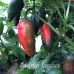Jalapeño Conchos Pepper Seeds 