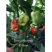Trinidad Scorpion X-Strain