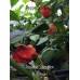 Trinidad Scorpion X-Strain