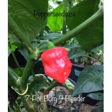 7-Pot Borg 9 Bleeder Red Pepper Seeds 