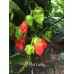 7-Pot Lucky Pepper Seeds 