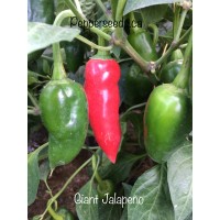 Giant Jalapeno Free Pepper Seeds