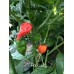 7-Pot Lucky Pepper Seeds 