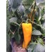Nocera Yellow