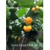 Scotch Bonnet MOA Yellow