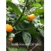Scotch Bonnet MOA Yellow