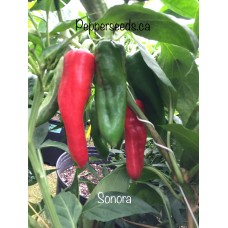 Sonora