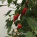Chile De Onza Pepper Seeds 