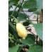 Aji Fantasy Pepper Cream 