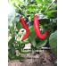 Maules Red Hot Cayenne
