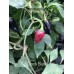 Czech Black Pepper Seeds 