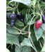 Czech Black Pepper Seeds 